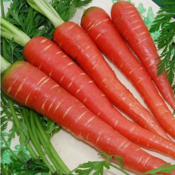 Omaxe Carrot Selection Red Seeds